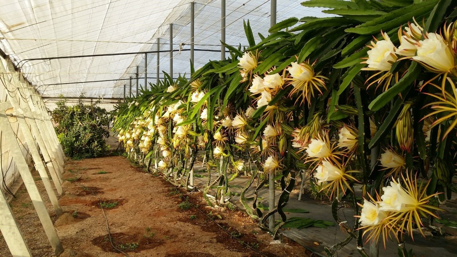 Flor de Pitahaya en un invernadero de la Fundación UAL en colaboración con Anecoop.