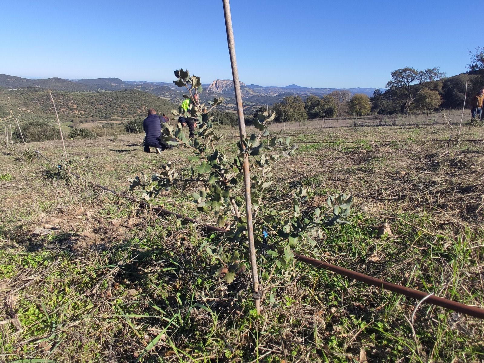 Una de las encinas micorrizadas que se han plantado para favorecer la aparición de la trufa negra.