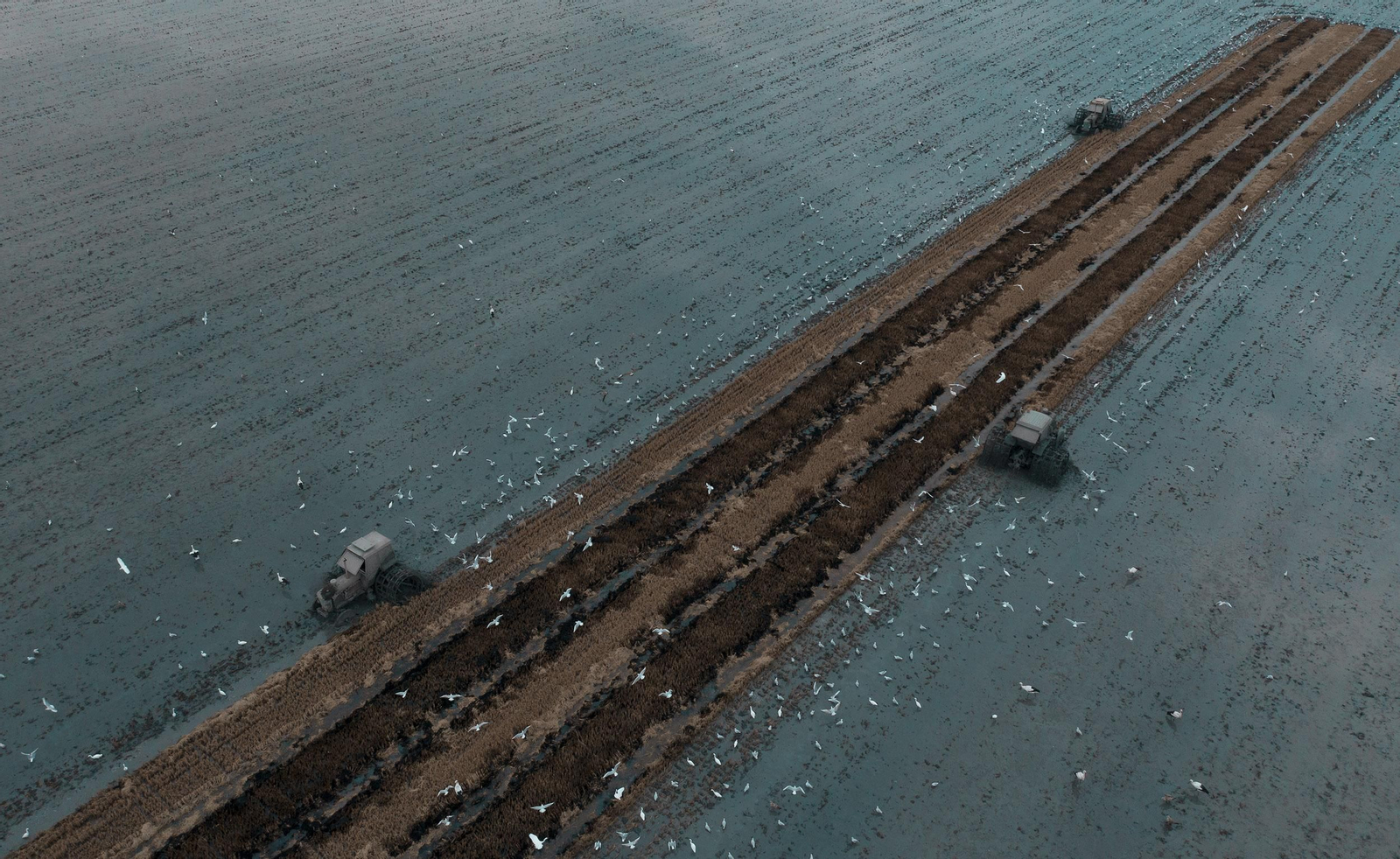 Labores después de la cosecha en las tablas de arroz de las Marismas del Guadalquivir
