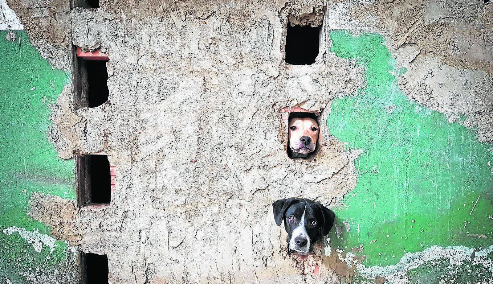 Dos de los perros rescatados se asoman al exterior