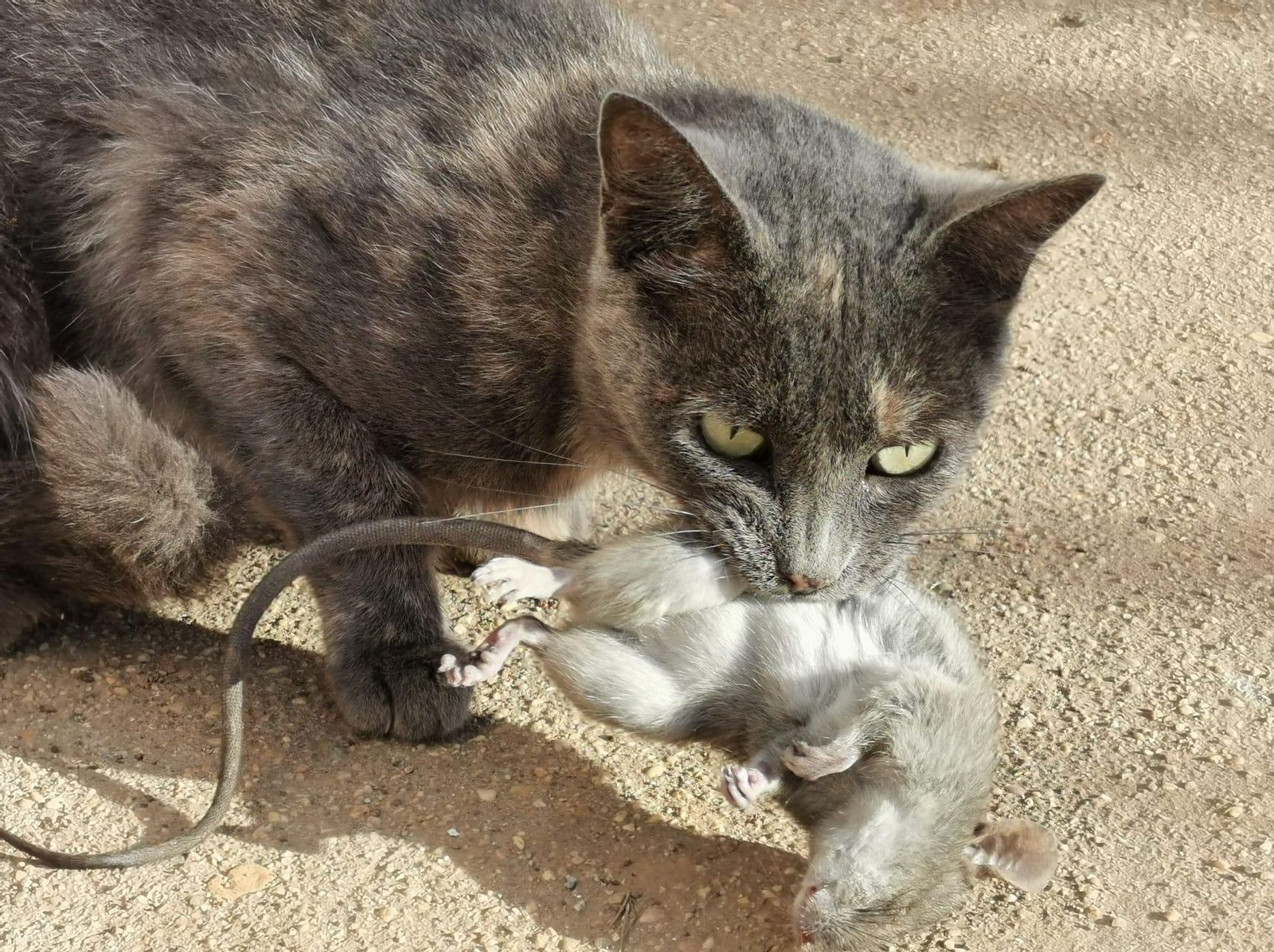 Un gato capturando una rata.
