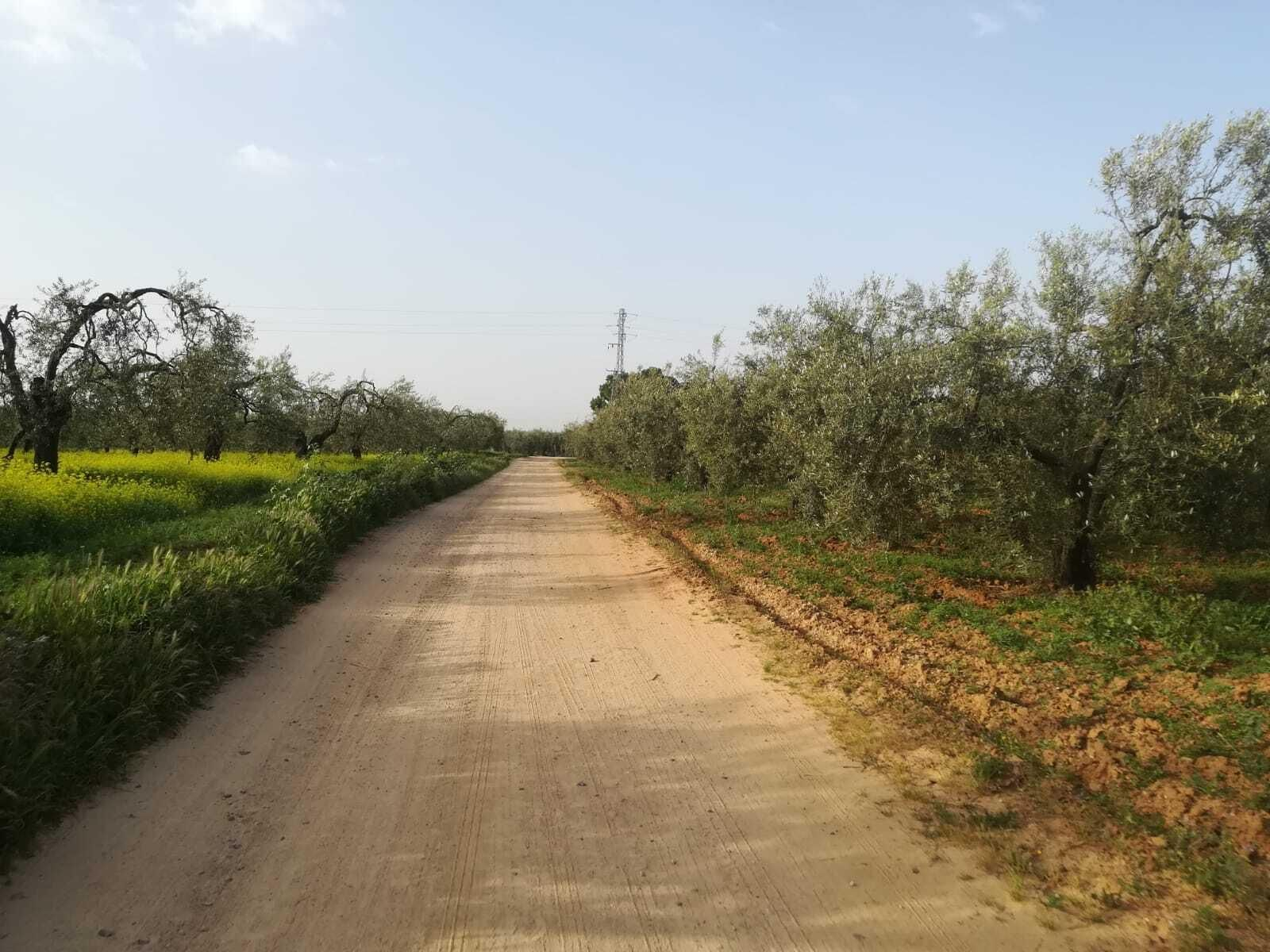 Fotos de la ruta Umbrete-Ermita de Cuatrovitas