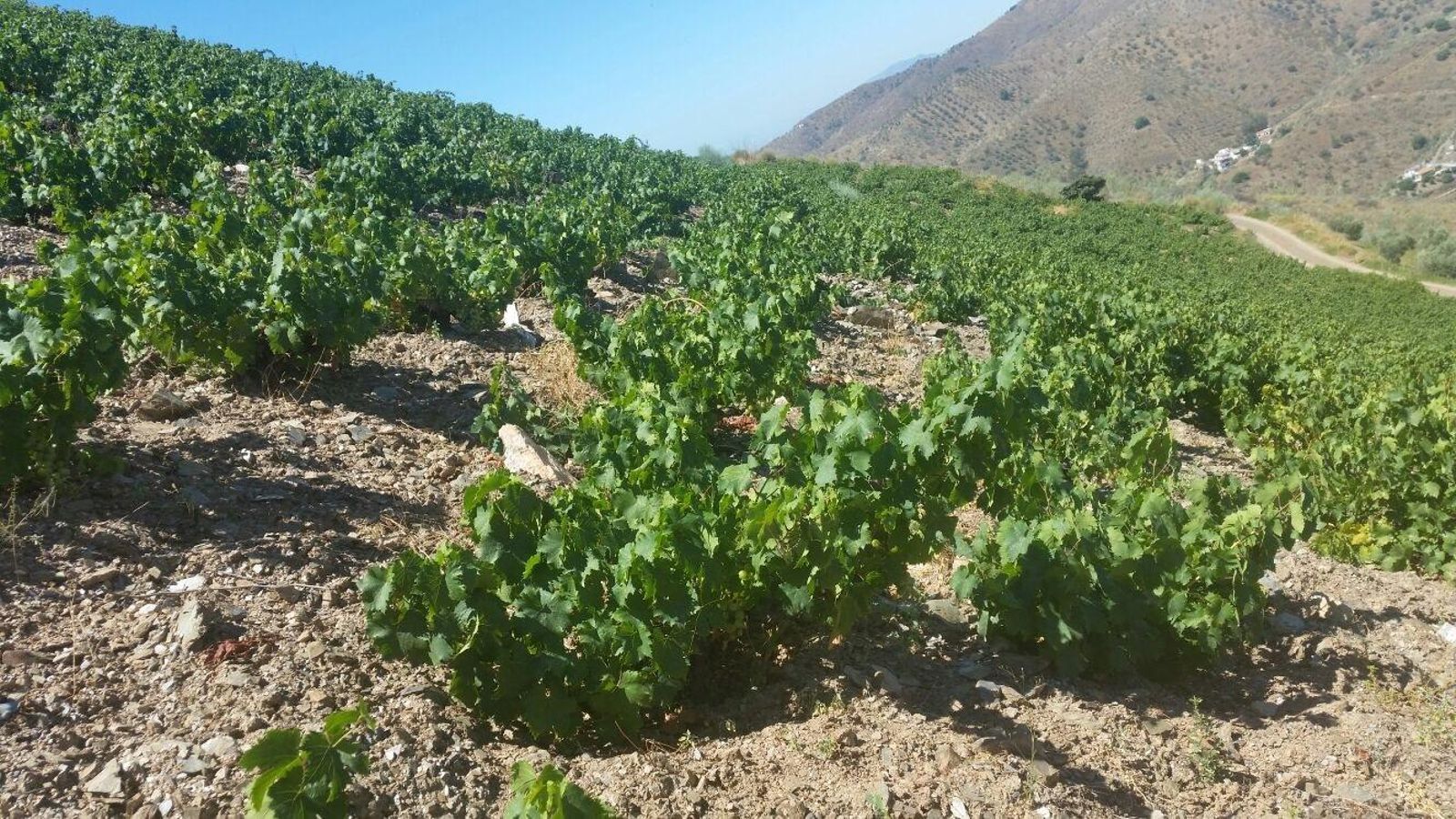 Capas de Moscatel de Alejandría