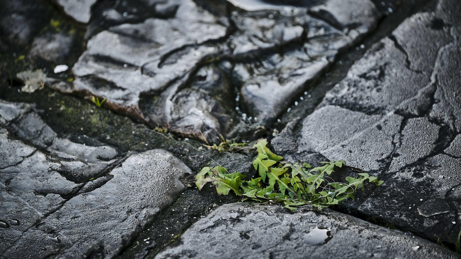 Estado del pavimento en plaza de la Catedral