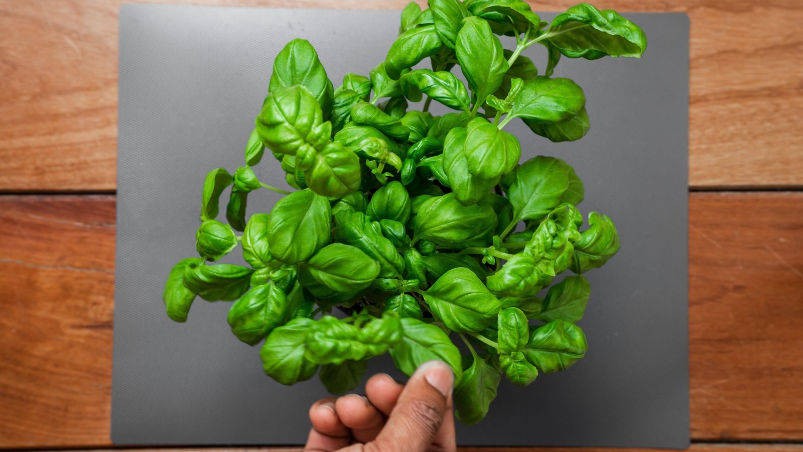 Las espinacas era el alimento que daba fuerza a Popeye