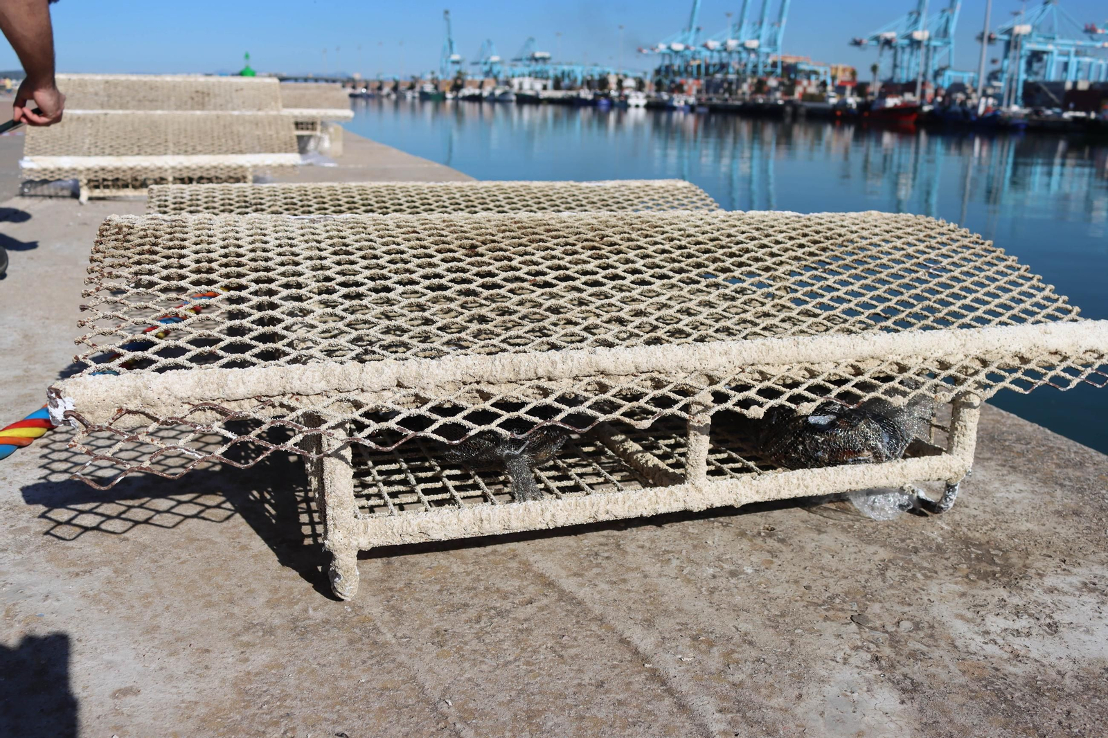 Las estructuras de los microarrecifes, antes de ser instalados en los muelles. Las estructuras de los microarrecifes, antes de ser instalados en los muelles.