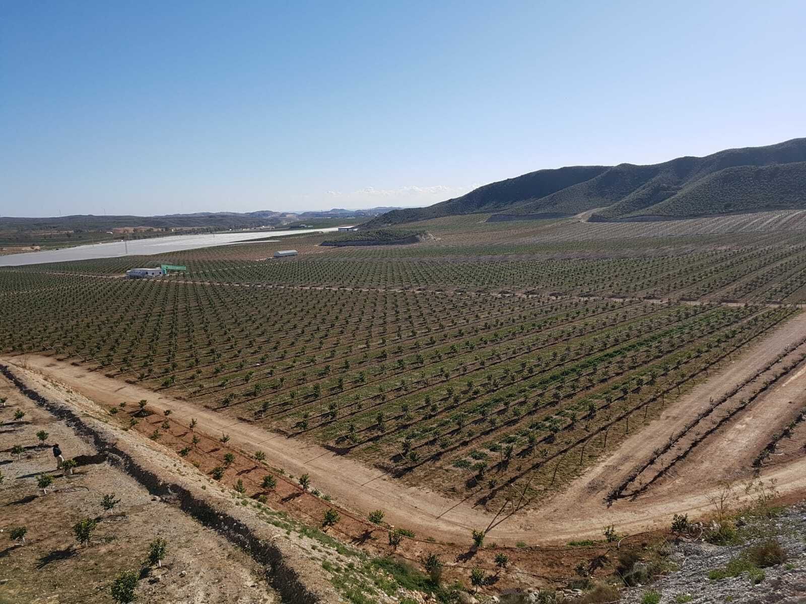 Imagen aérea de la finca Los Balcones, ubicada en Vera, que explota la empresa murciana Lemon King.