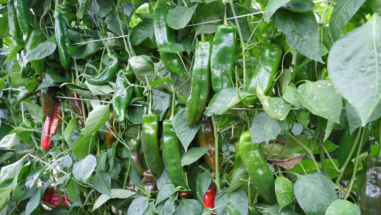 Vea la explotación de pimientos Paco Fernández en La Mojonera