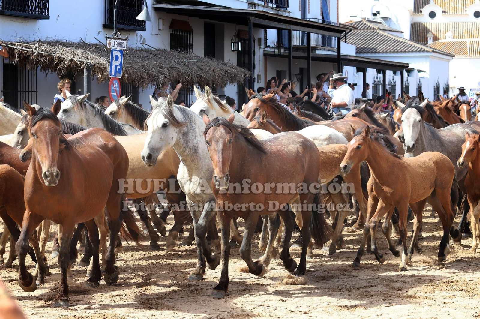 Imágenes de la saca de yeguas 2019