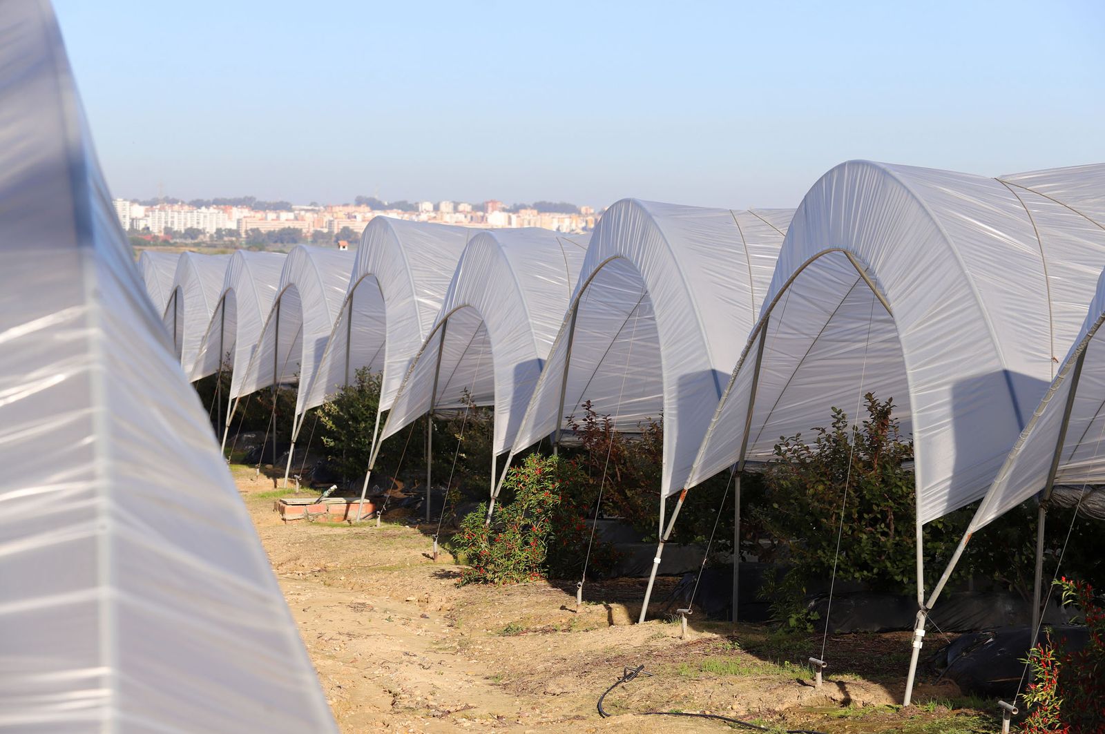 Campo de frutos rojos en Palos de la Frontera.