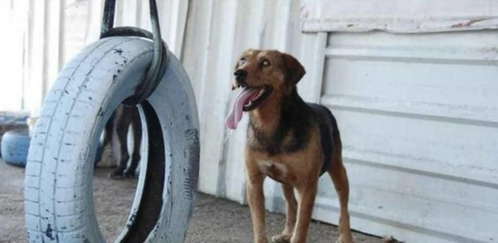 Los problemas que conlleva ser un perro ciego con la lengua más larga del mundo