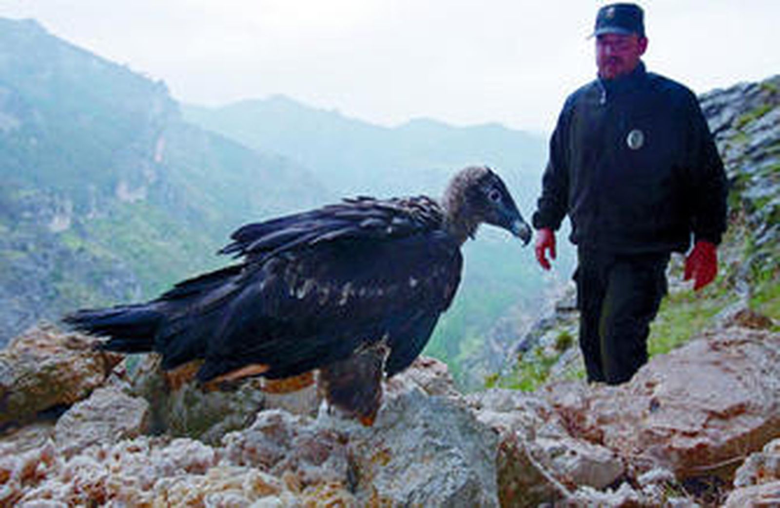 Uno de los quebrantahuesos liberados en la sierra de Jaén el pasado mayo.