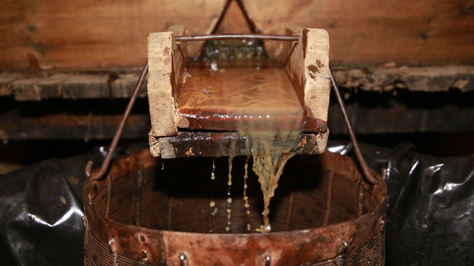 Vendimia y pisa de la uva tradicional en Viña El Corregidor de Bodegas Luis Pérez