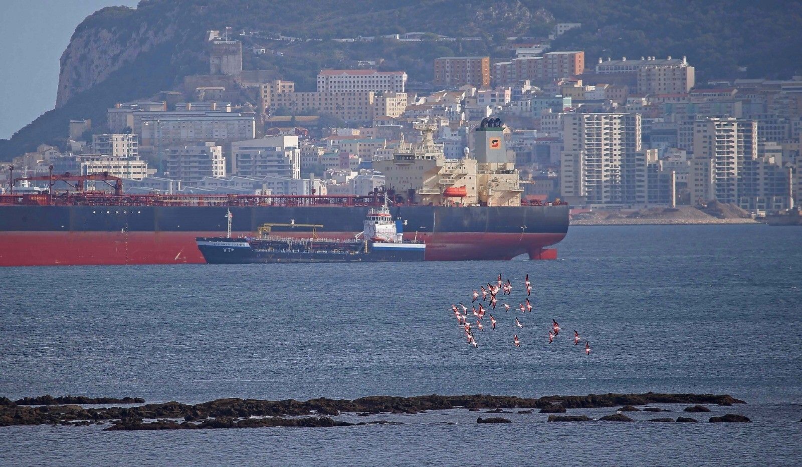 Una bandada de flamencos, en la playa de Getares.