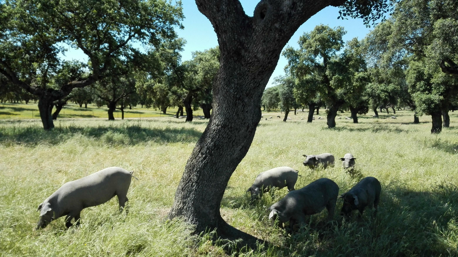 Unos cerdos  se alimentan en una finca de encinas.