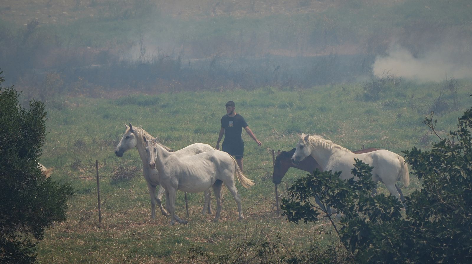 Así fue la salvación de las llamas de una manada de caballos en La Teja