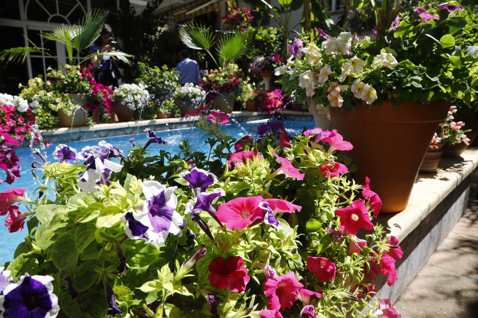 Los Patios de Córdoba se preparan para el fin de semana, en imágenes