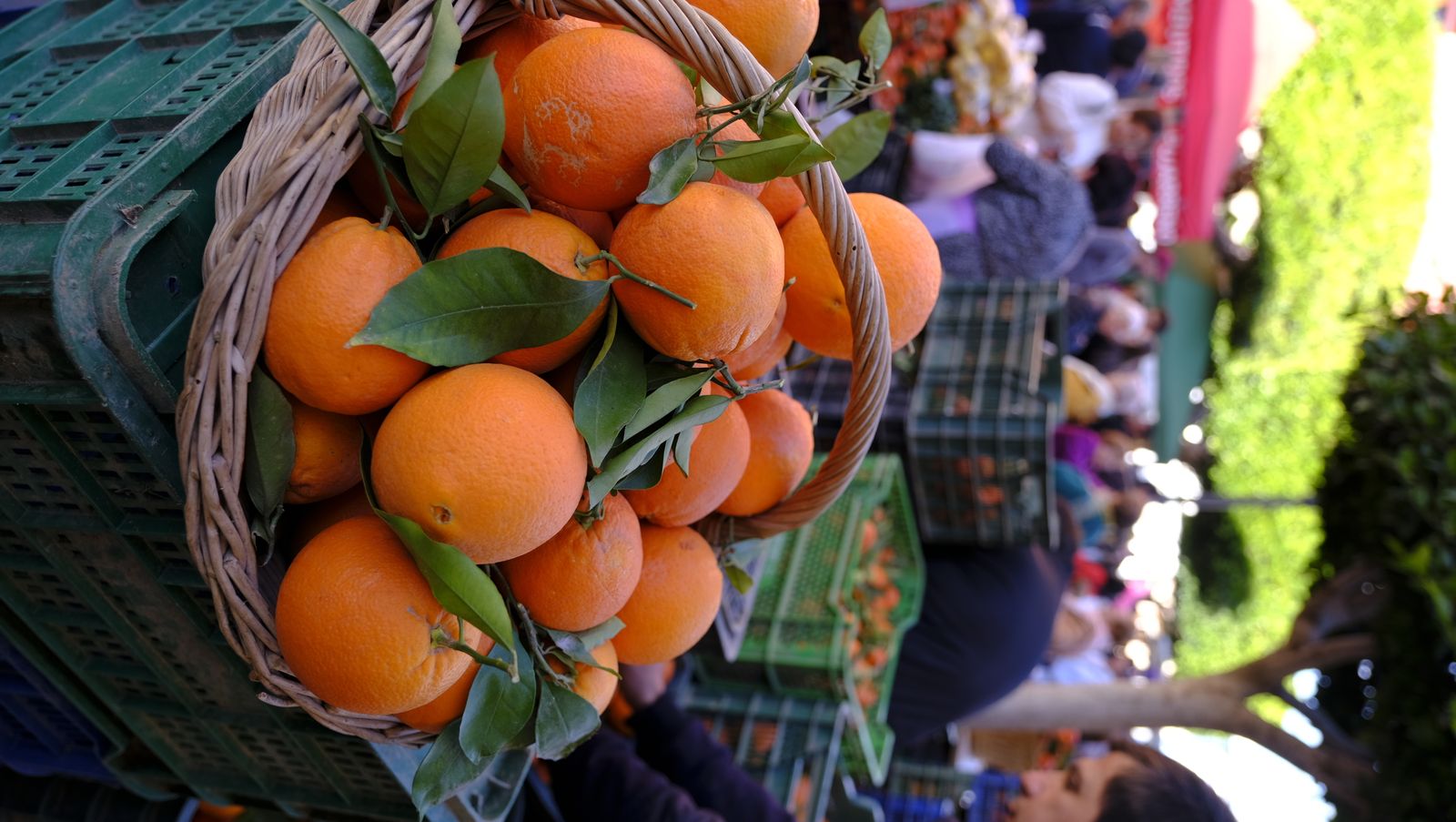 El Día de la Naranja en Gádor, en imágenes