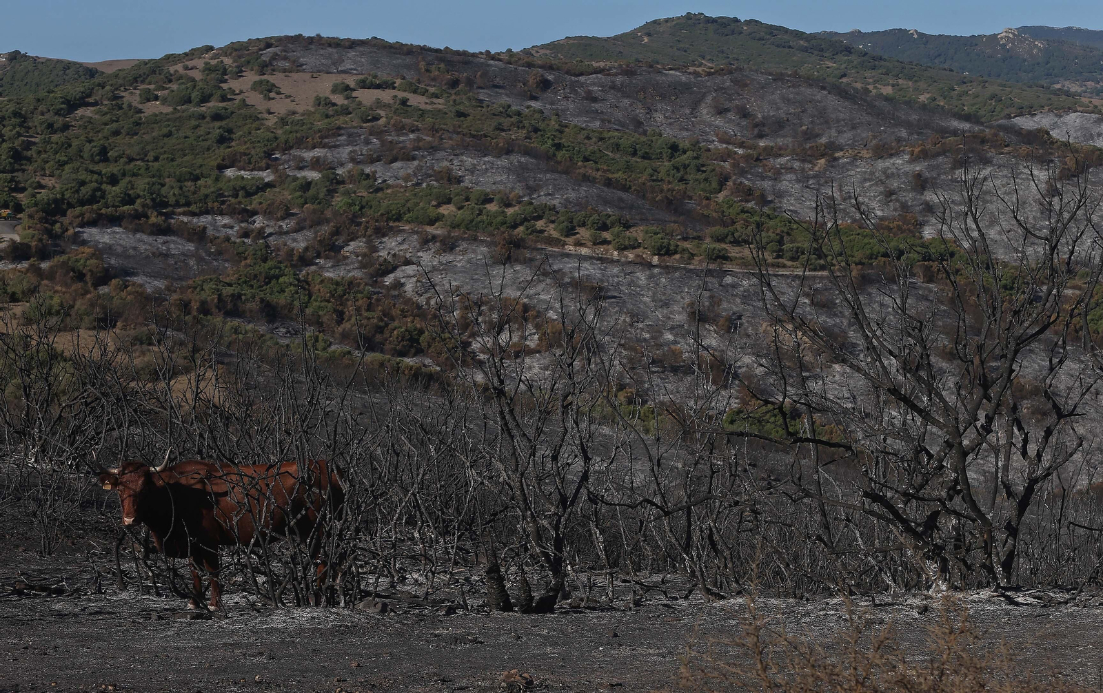 El impacto del incendio forestal de Algeciras, en imágenes