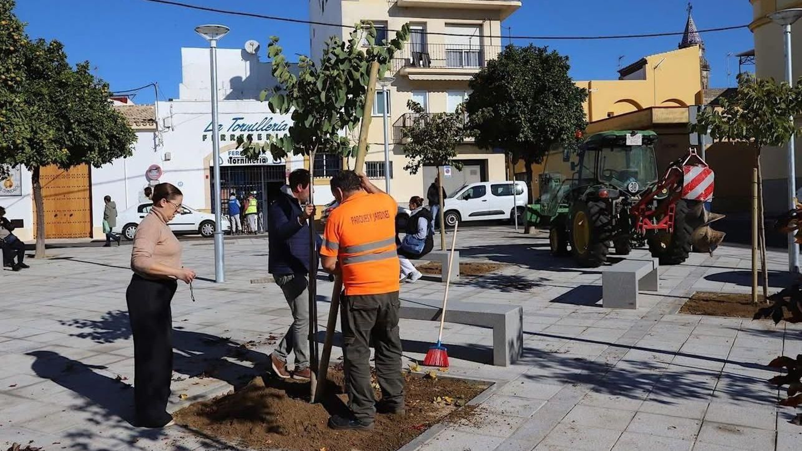 Un momento de la plantación de uno de los ejemplares de plaza del Carbón en Jerez.