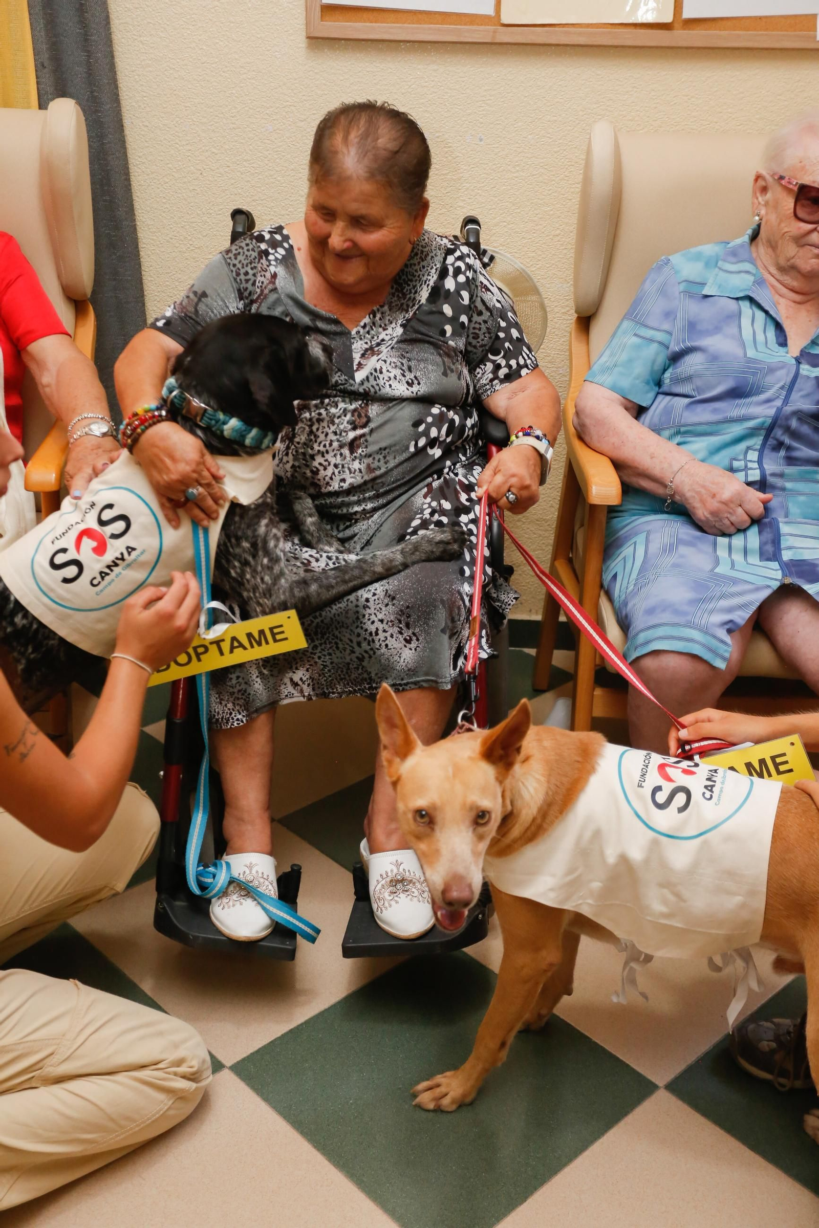 La visita de los perros de la protectora de Los Barrios a la residencia de mayores, en imágenes