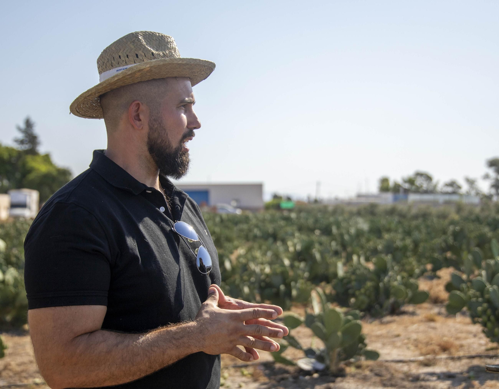 Plantación de chumbos de Níjar