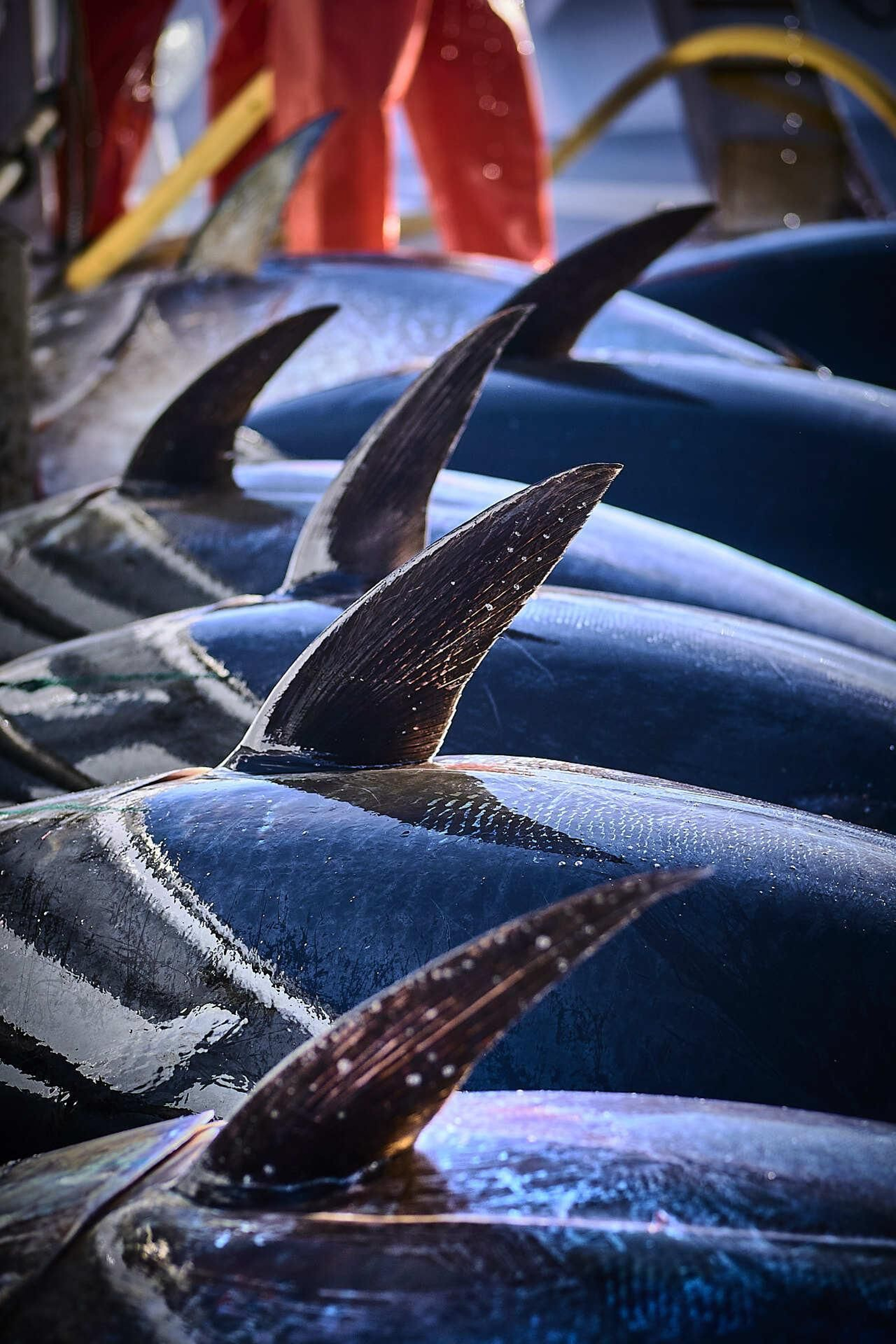 Los atunes se colocan juntos sobre cubierta, nunca unos encima de otros, para preservar la calidad.