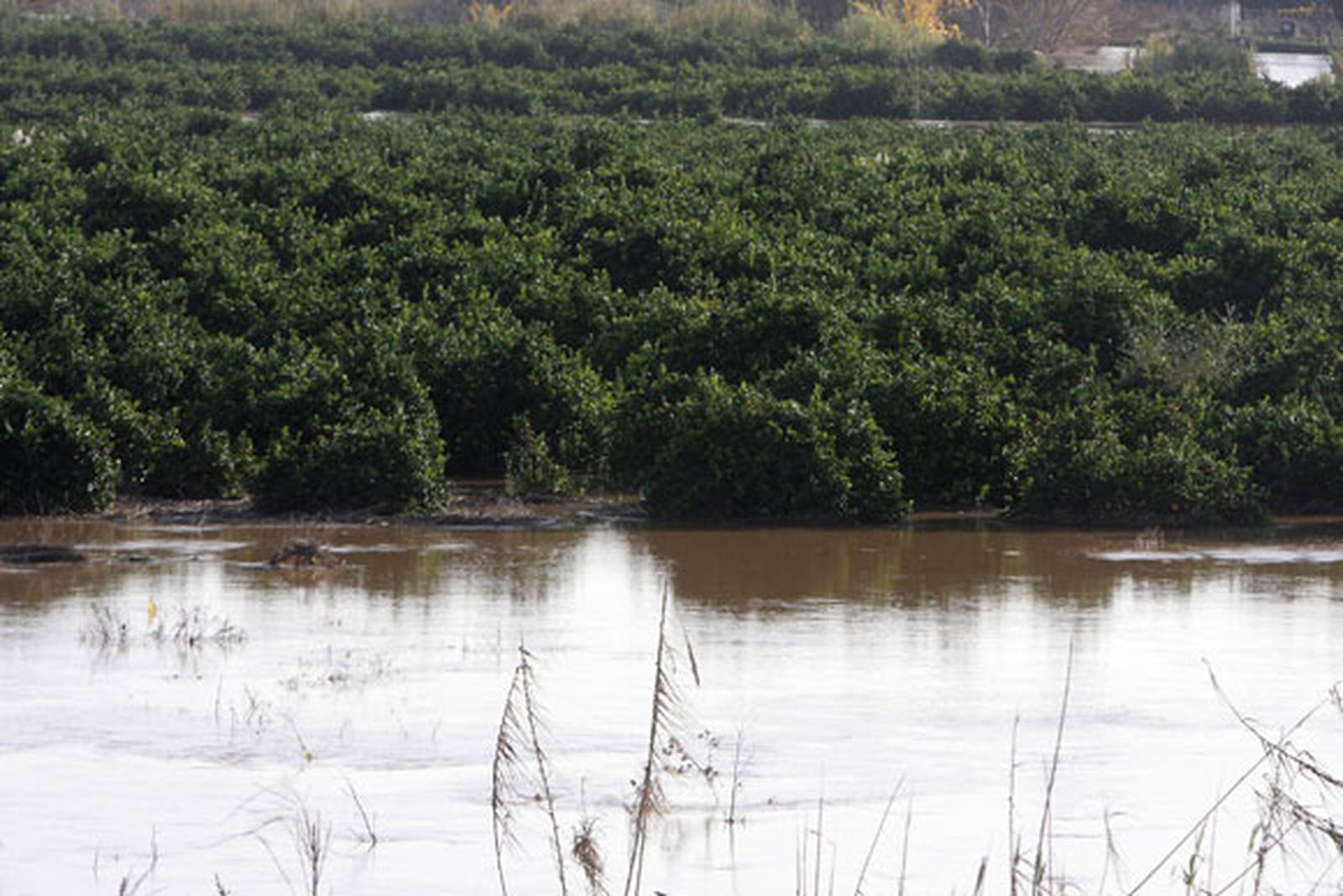 Comunidad de Regantes critica los "destrozos" en los cultivos por "fallos" en los desembalses