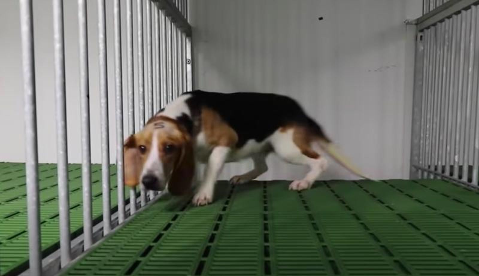No se suspenderá el experimento con los cachorros Beagle y serán sacrificados