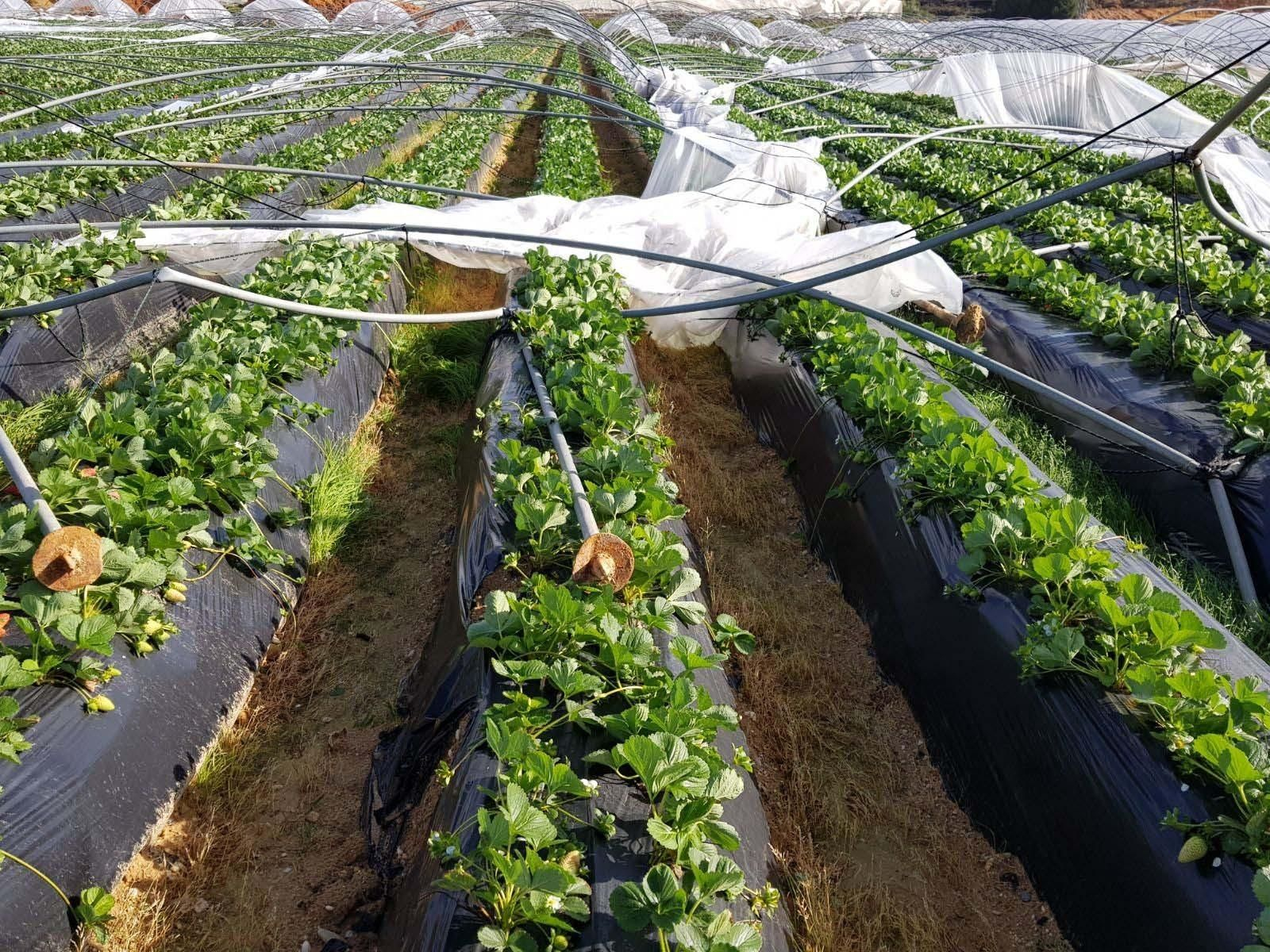 Finca afectada en Palos.