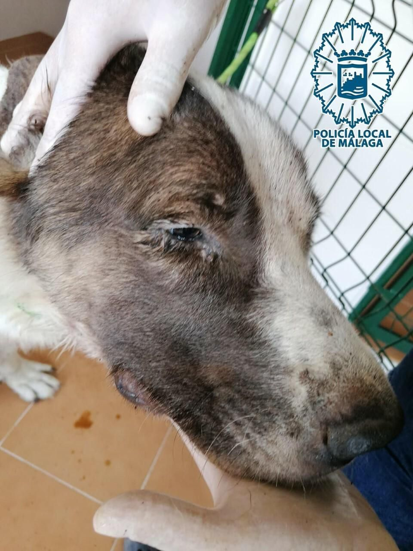 El perro, cuando todavía estaba vivo