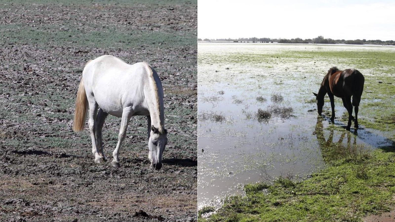 El antes y el después de Doñana tras las lluvias El antes y el después de Doñana tras las lluvias