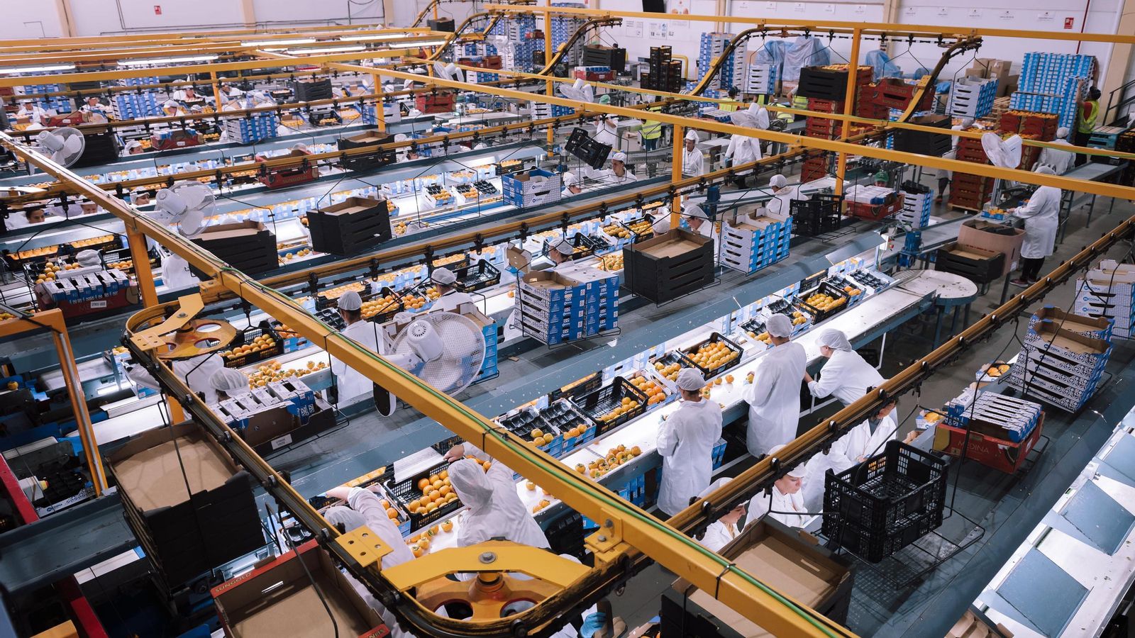 Vista de la planta de manipulación y procesado de fruta de la compañía.