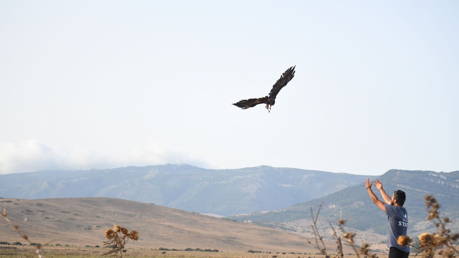 Liberación de un milano negro por parte de la Fundación Migres