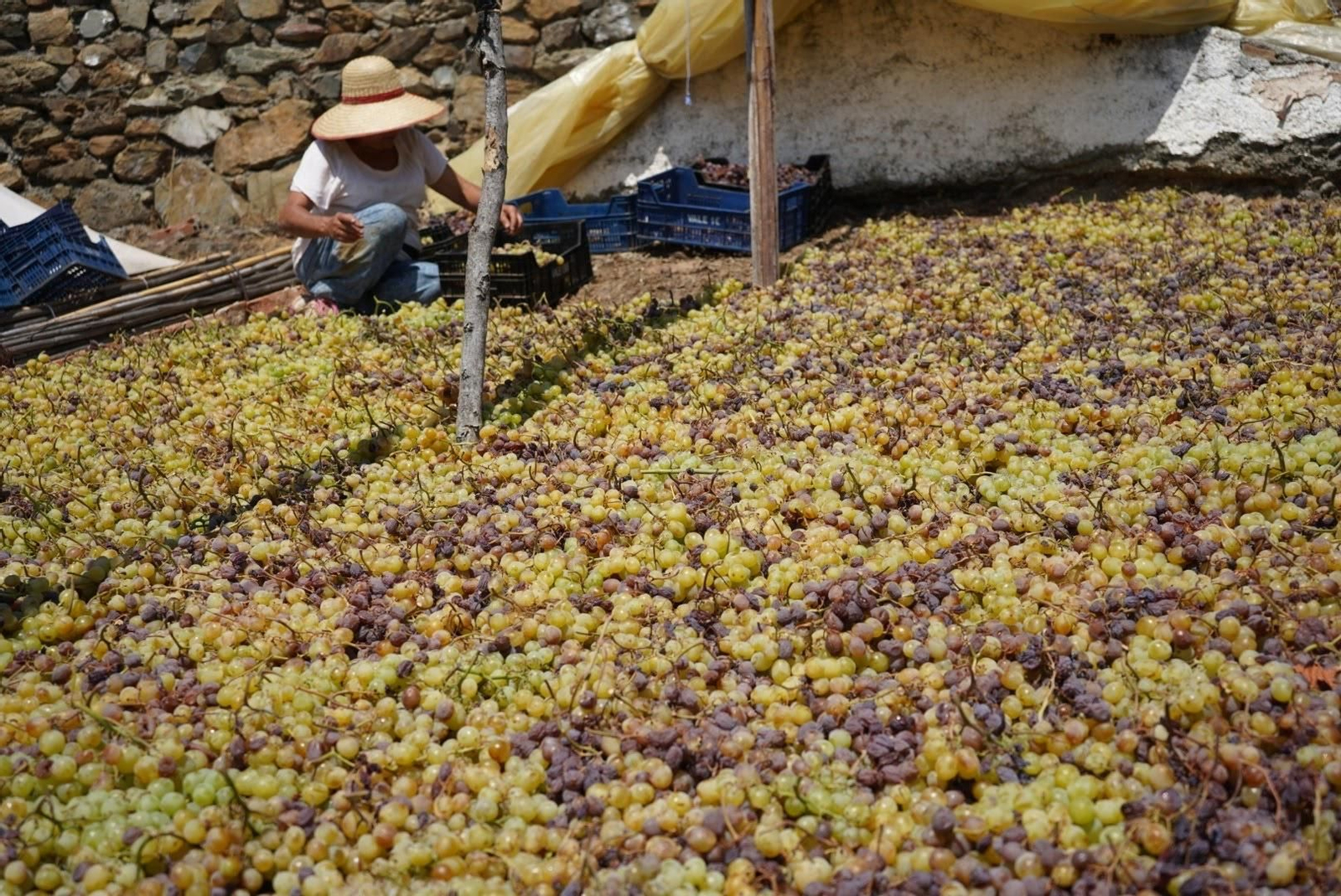 Un agricultor en un pasero de Almáchar, en una imagen de archivo.