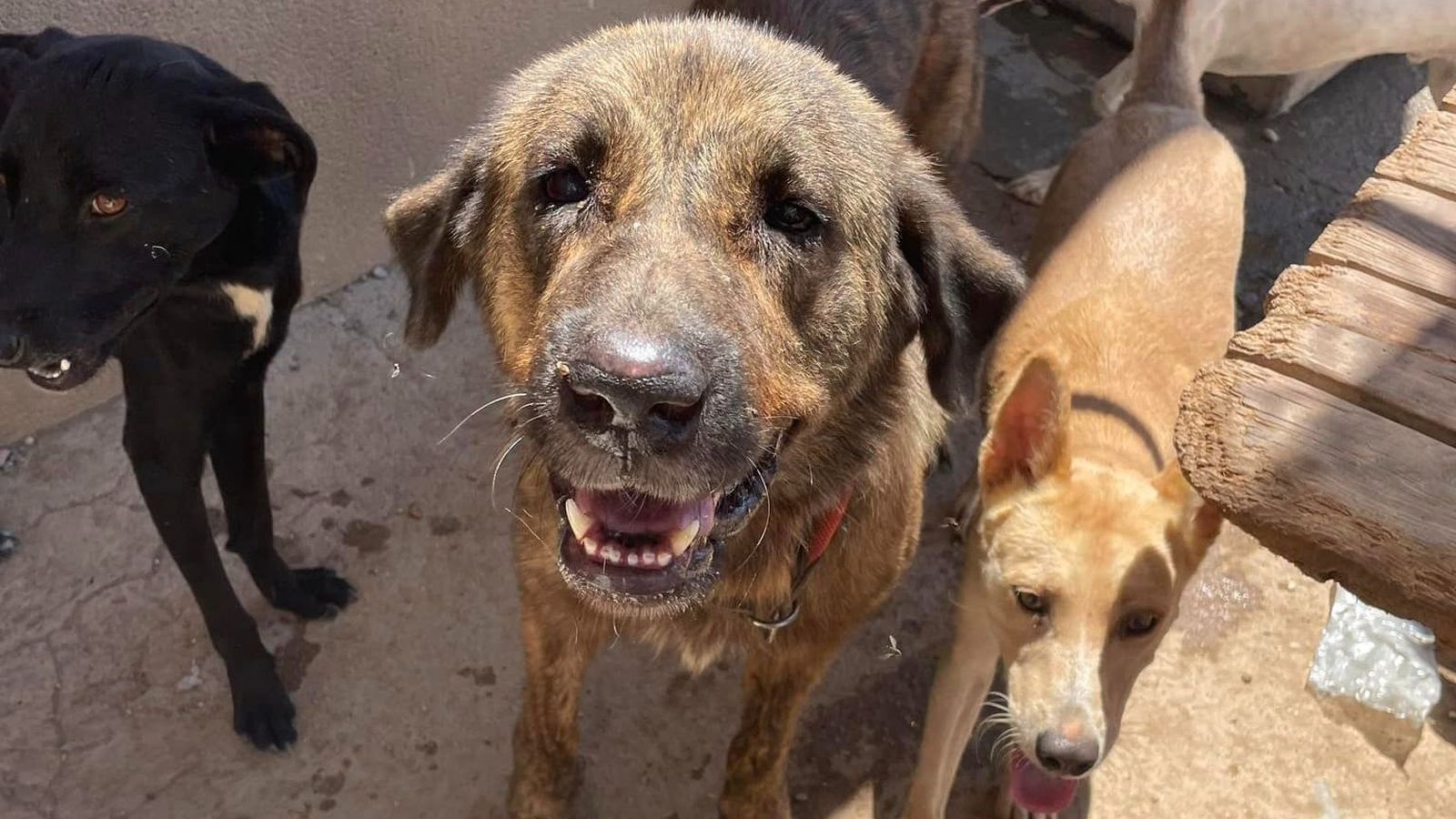 La Huella Roja busca financiación para una nueva furgoneta para el refugio.