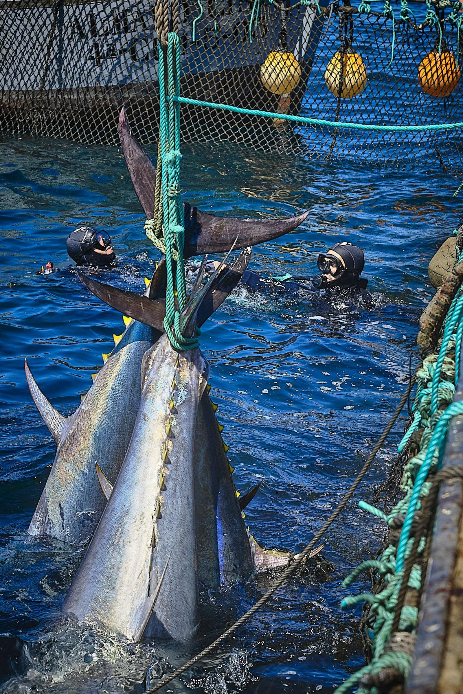 Almadraba de Barbate. Imágenes de la primera 'levantá' de atunes.