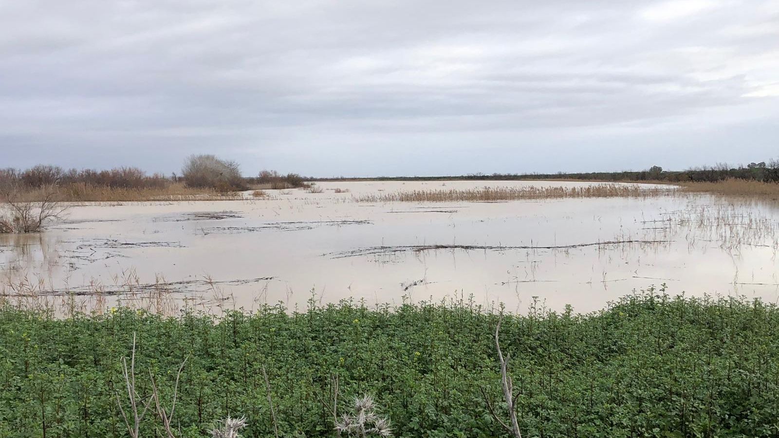Estado de la marisma