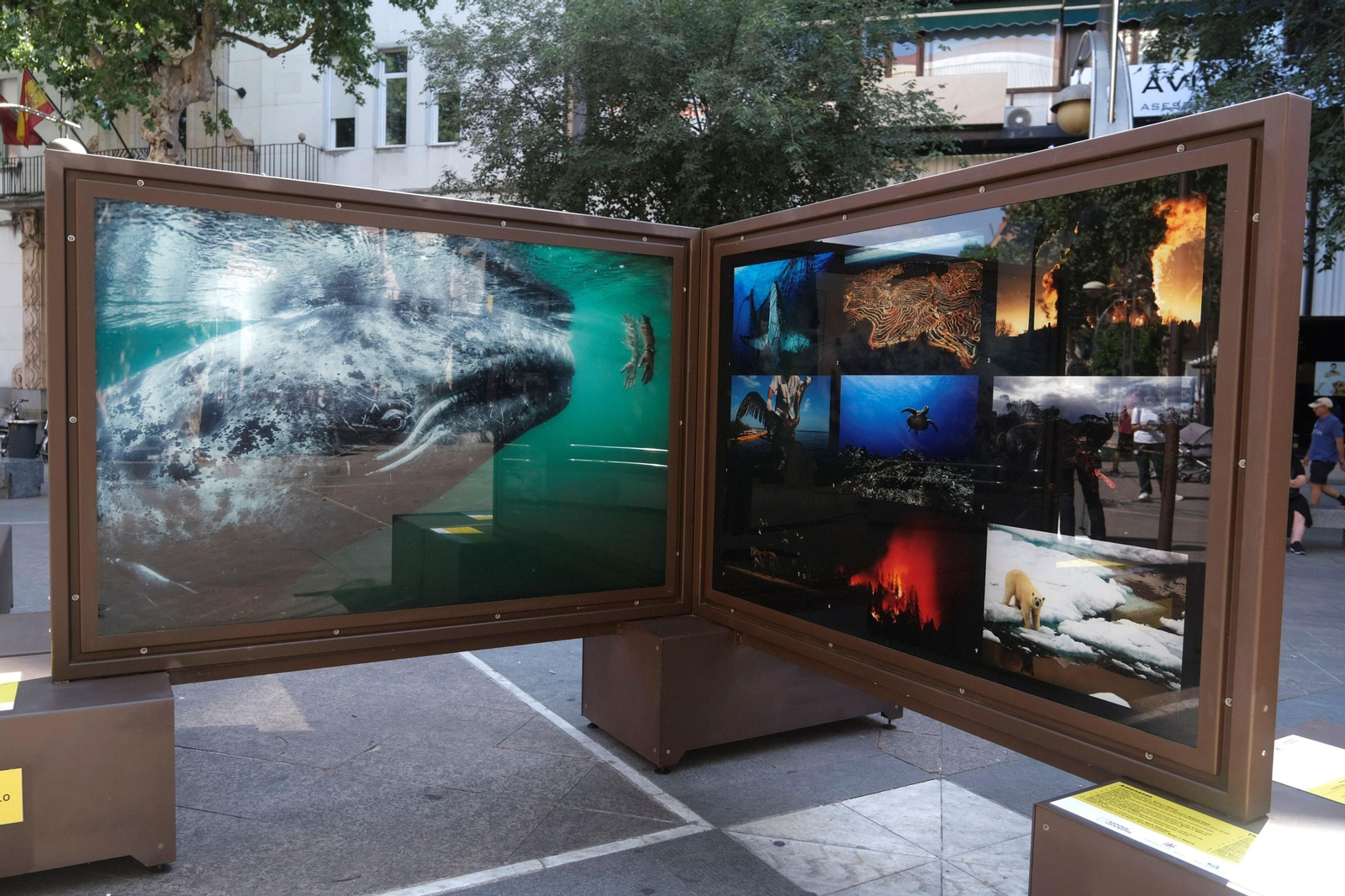 La exposición de 'National Geographic' en el bulevar del Gran Capitán de Córdoba, en imágenes