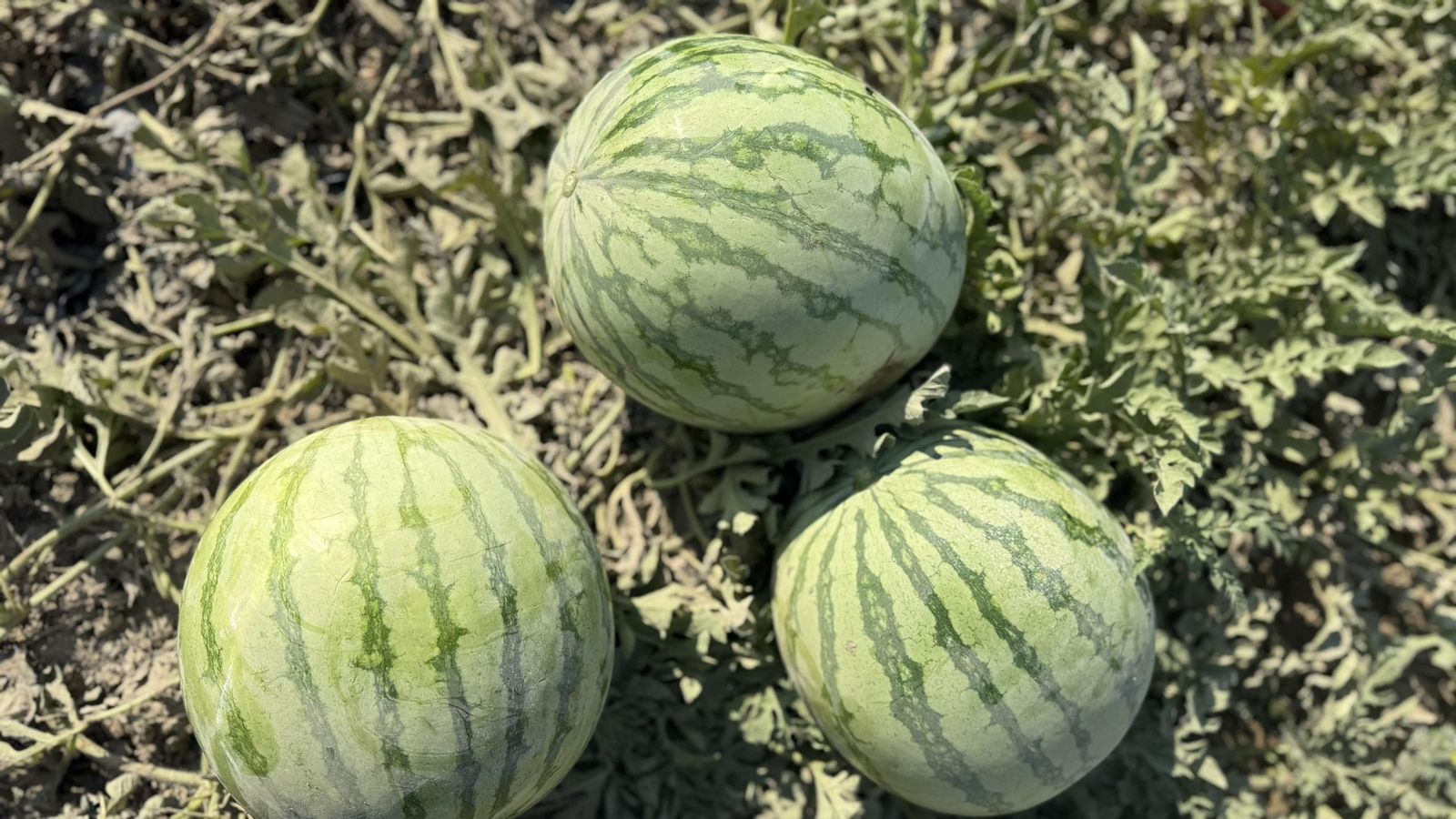 Sandía Navarro de Haro de venta en Mercadona