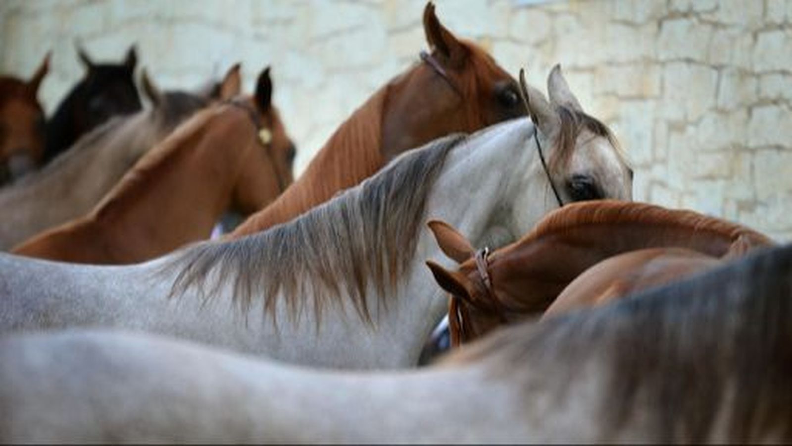 Guarnicionería Los Nietos contará de nuevo con stand en el SICAB de Sevilla