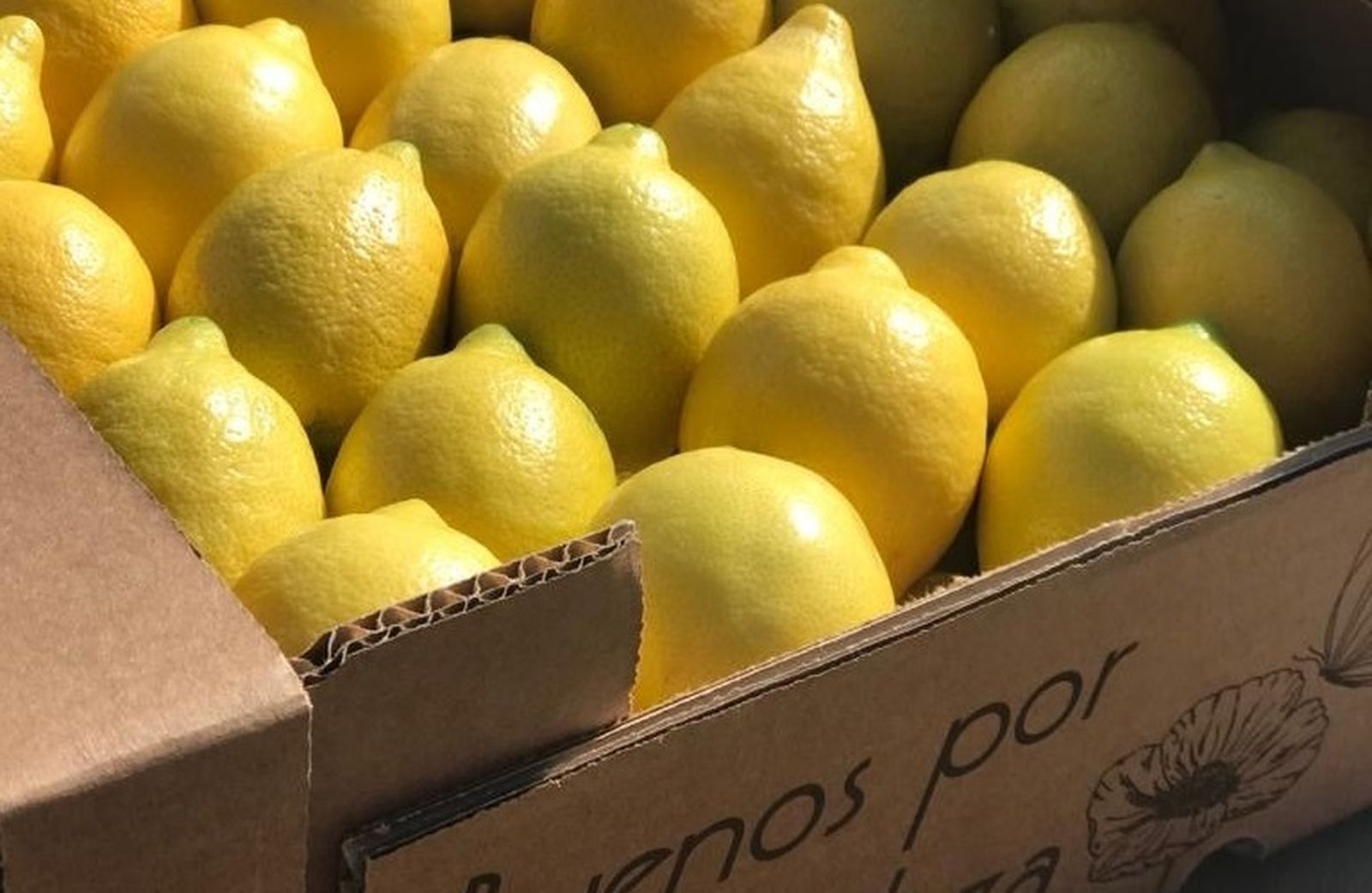 Limones ecológicos de Campojoyma