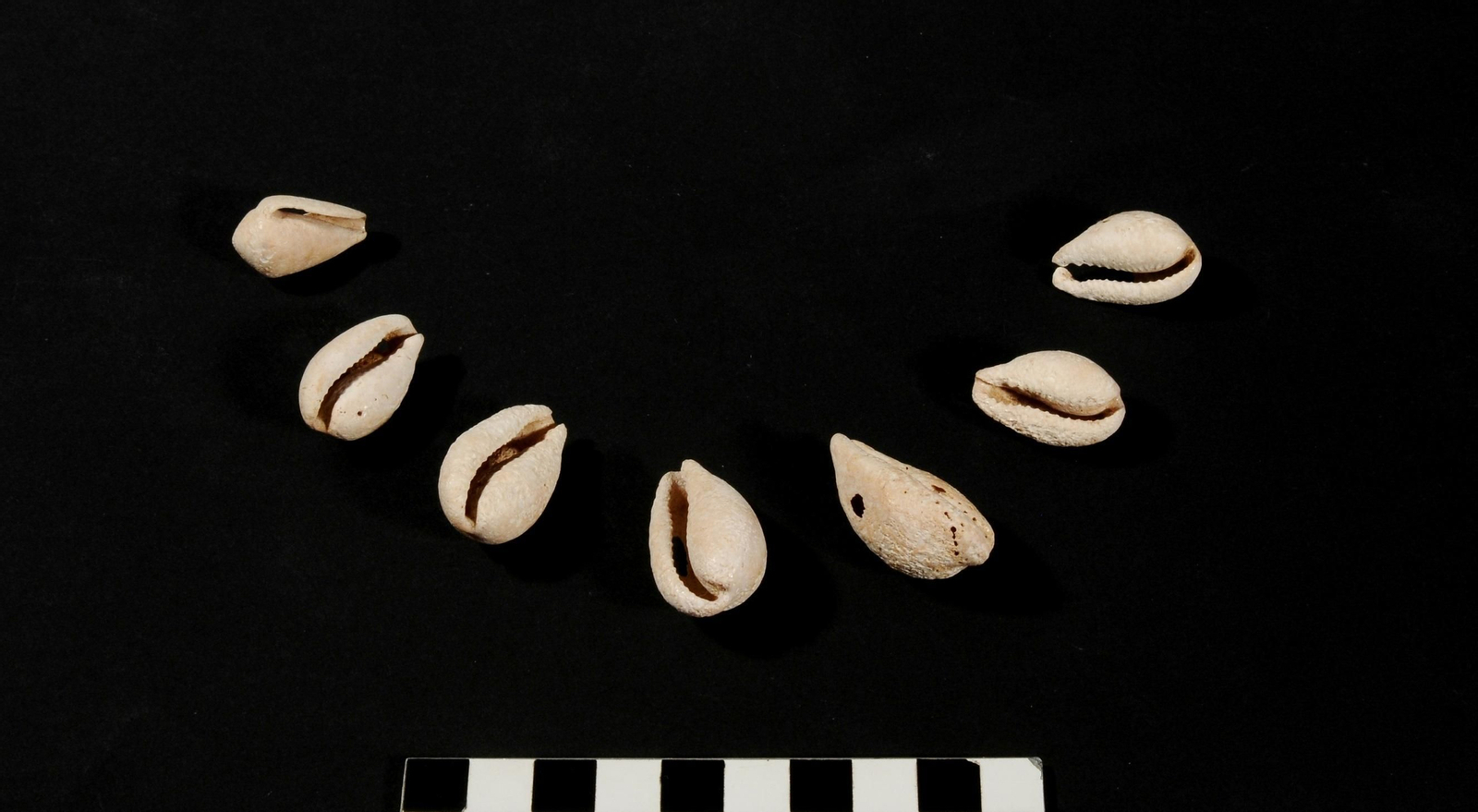 Collar de conchas de Torremelgarejo.