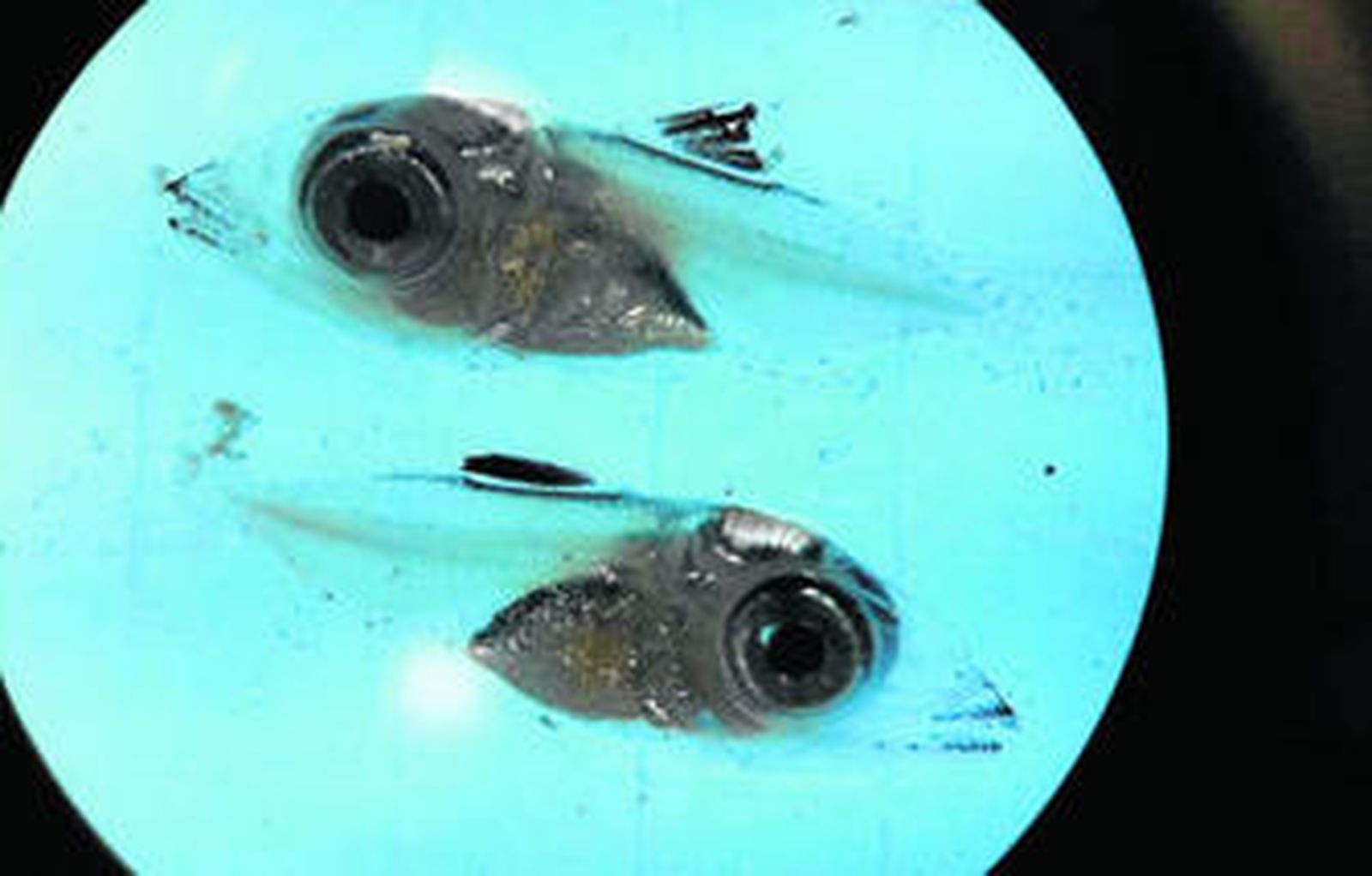 Alevines de atún criados en la planta de Futuna Blue, en El Puerto, vistos a través de un microscopio.