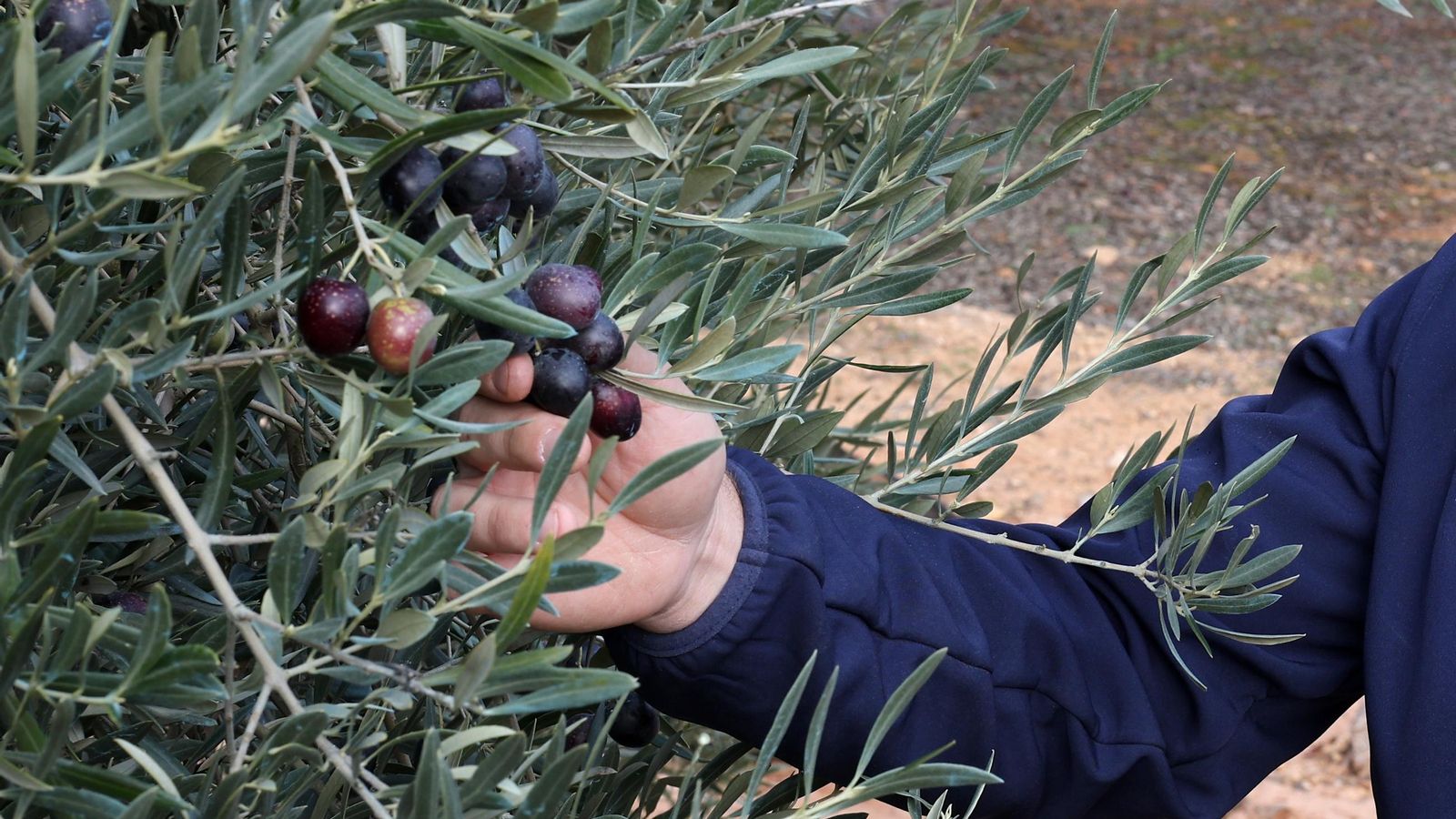 Olivas de la variedad hojiblanca, aún en el árbol.