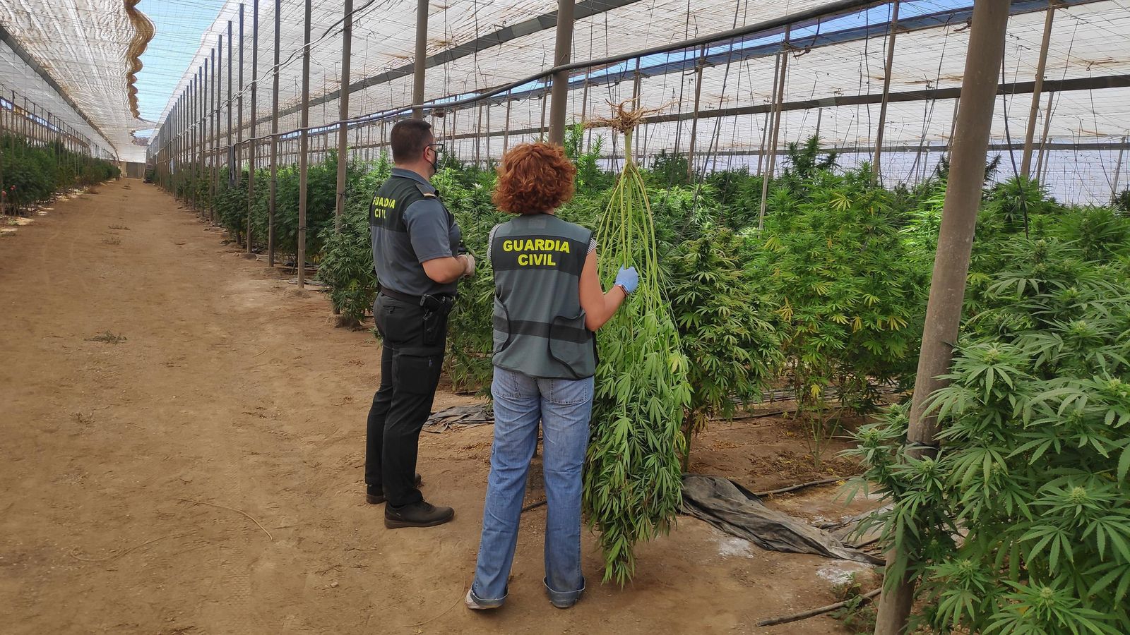 Agentes de la Guardia Civil inspeccionan uno de los cultivos.