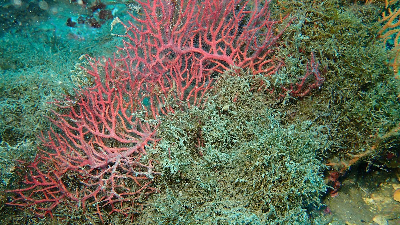 El alga Rugulopteryx okamurae asfixiando a una gorgonia.