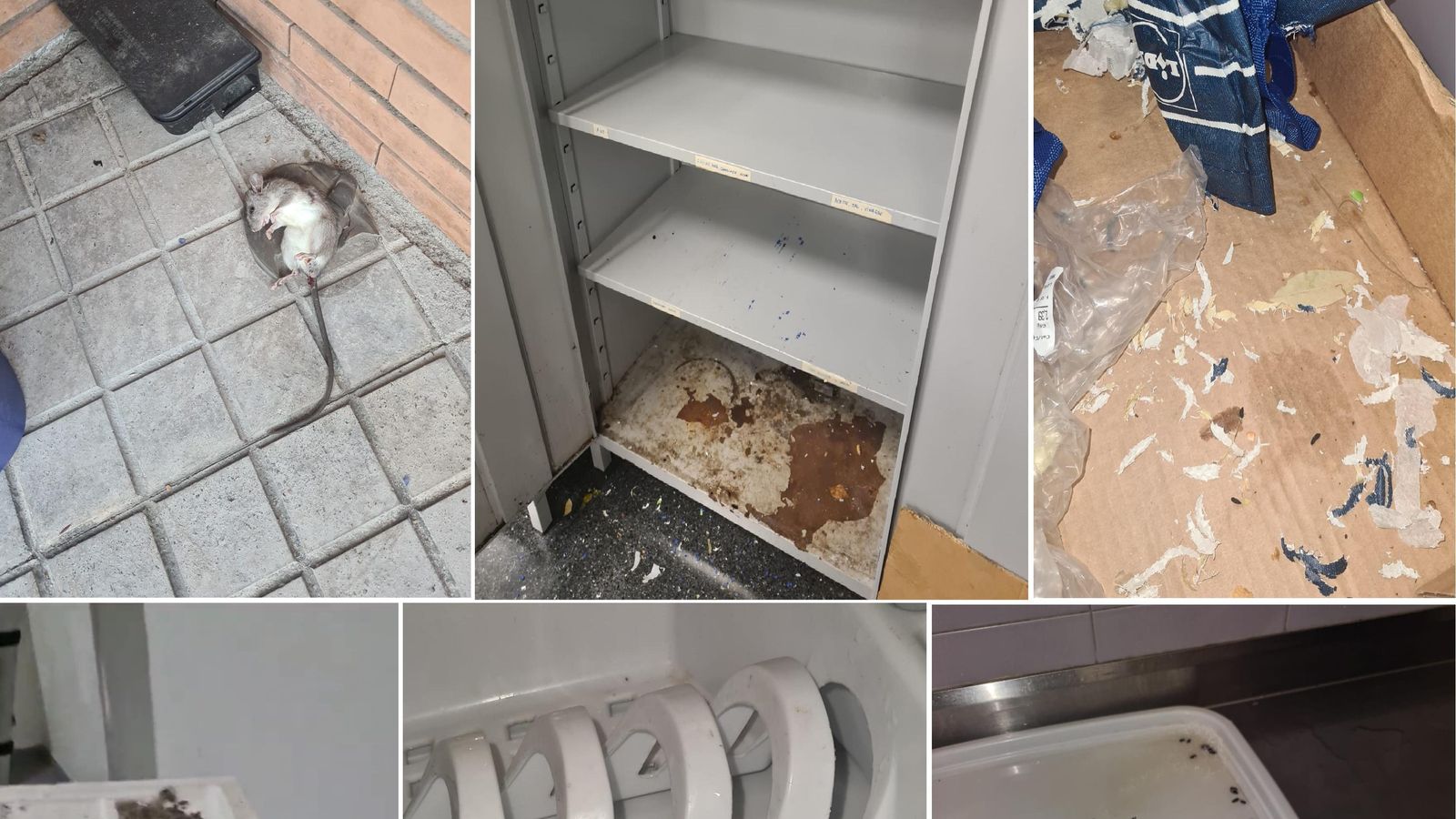 Imágenes captadadas por los propios bomberos de la presencia de ratas y sus destrozos en el parque de Almería