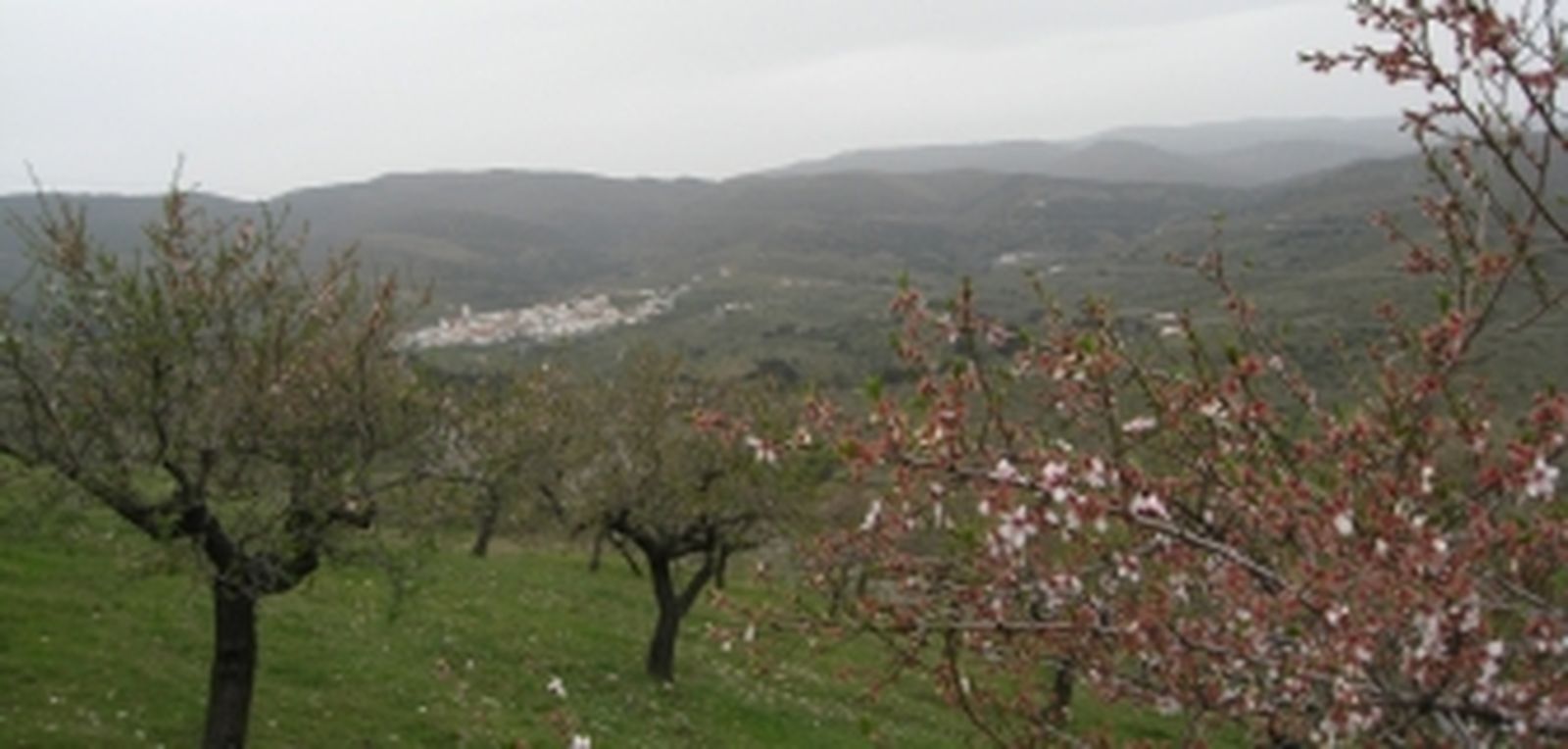 Almería es la cuarta provincia de España en exportación de almendra, con un 7,2% del total