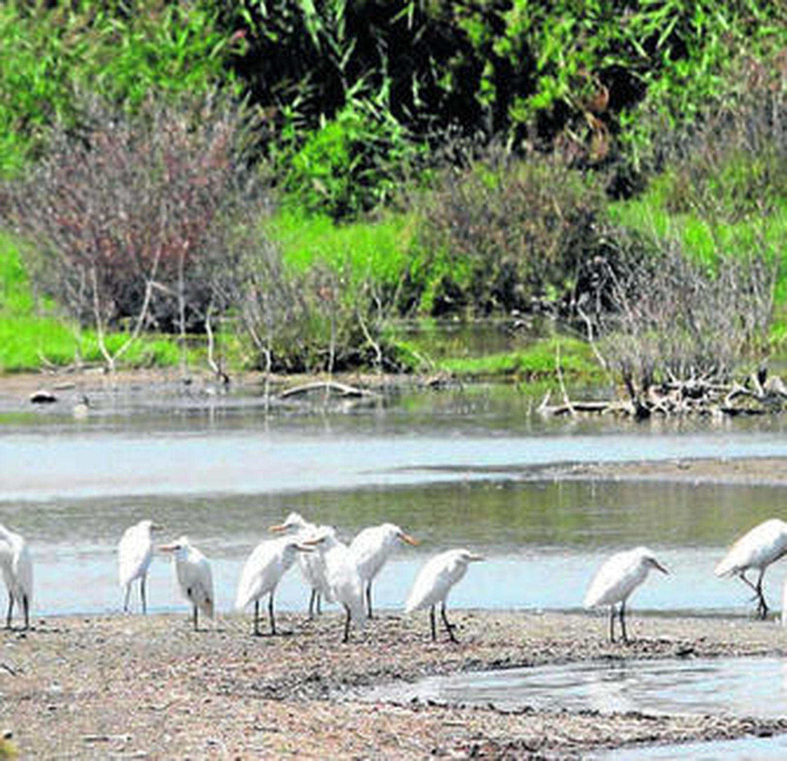Los humedales granadinos son un sitio emblemático para el avistamiento de aves.